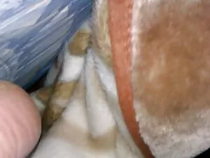Prima la video porno ...